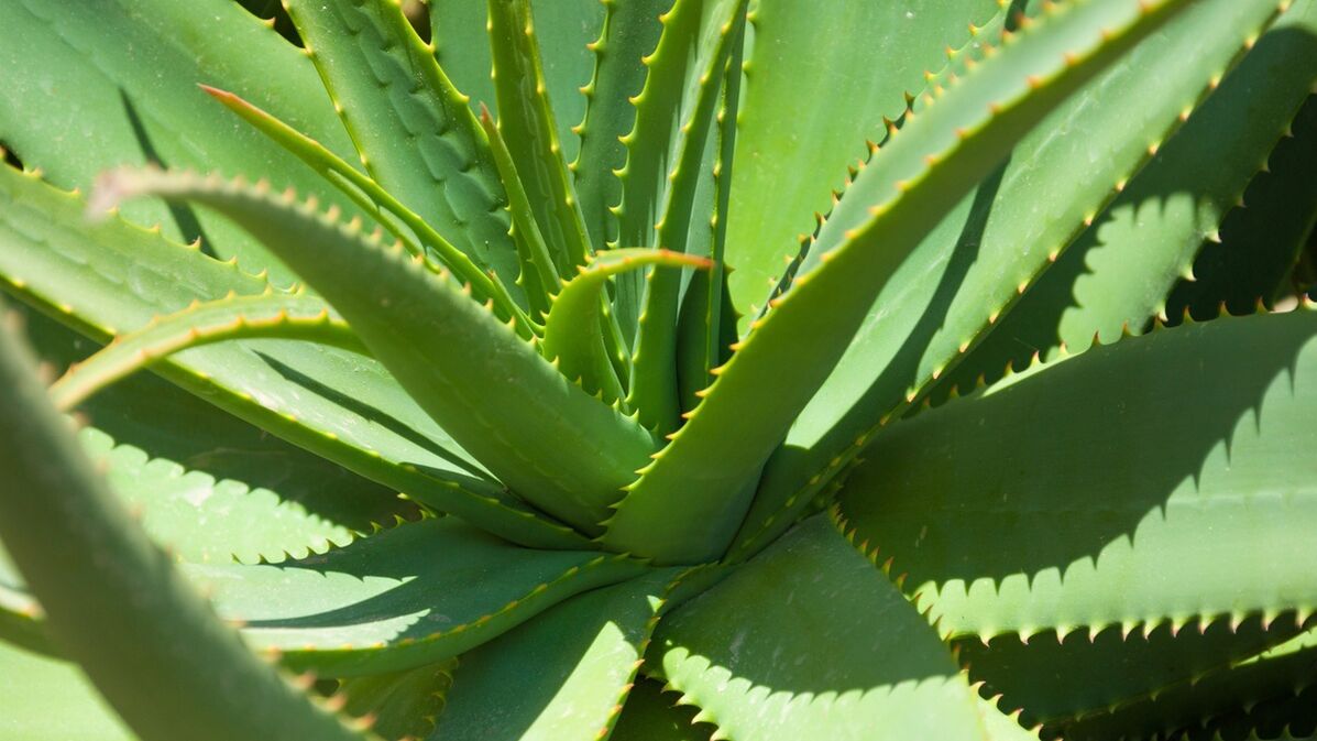 Aloe an Hondrofrost